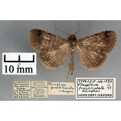 /filer/webapps/moths/media/images/P/punctilineata_Plecoptera_ST_OUMNH_01.jpg