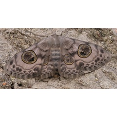/filer/webapps/moths/media/images/L/lehmanni_Problepsis_A_Stadie.jpg