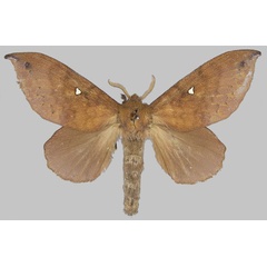 /filer/webapps/moths/media/images/L/leighi_Mallocampa_AF_BMNH.jpg