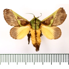 /filer/webapps/moths/media/images/C/capillatus_Stroter_AM_BMNH_02.jpg