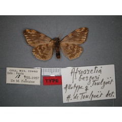 /filer/webapps/moths/media/images/B/bergeri_Afroarctia_AT_RMCA_02.jpg