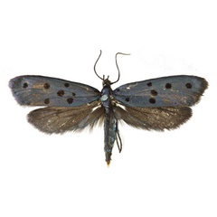 /filer/webapps/moths/media/images/D/doctissima_Trisophista_AF_Agassiz.jpg