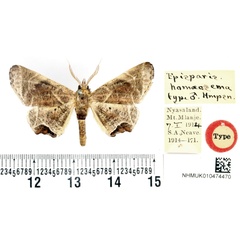 /filer/webapps/moths/media/images/H/homoeosema_Episparis_HT_BMNH.jpg