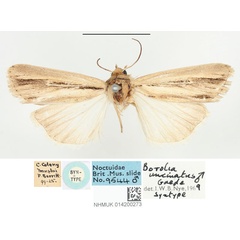 /filer/webapps/moths/media/images/U/uncinatus_Borolia_STM_BMNH_02.jpg