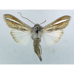 /filer/webapps/moths/media/images/A/argentivitta_Cucullia_AM_ISEA.jpg