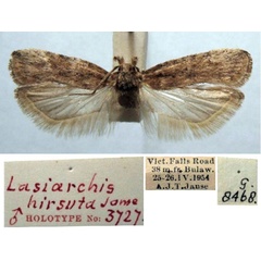 /filer/webapps/moths/media/images/H/hirsuta_Lasiarchis_HT_TMSA.jpg