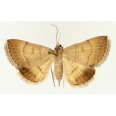 /filer/webapps/moths/media/images/D/deprivata_Plecopterodes_AF_TMSA_02.jpg