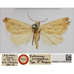 /filer/webapps/moths/media/images/P/psamathea_Eublemma_HT_NHMUK.jpg
