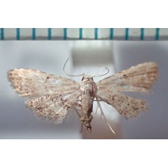 /filer/webapps/moths/media/images/P/papaziani_Araeopteron_AF_Bippus.jpg