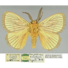 /filer/webapps/moths/media/images/A/ansorgei_Diquishia_LT_BMNH.jpg