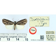 /filer/webapps/moths/media/images/D/diversipennis_Pteronycta_HT_BMNH.jpg