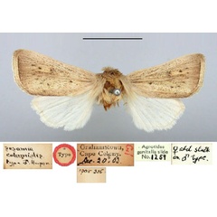 /filer/webapps/moths/media/images/C/calamistis_Sesamia_HT_BMNH.jpg