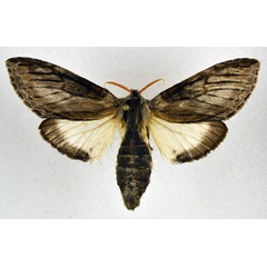 /filer/webapps/moths/media/images/B/bergeri_Afroplitis_AF_NHMO.jpg