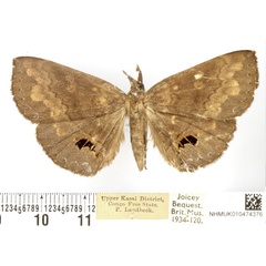 /filer/webapps/moths/media/images/L/lathetica_Deinypena_AF_BMNH.jpg