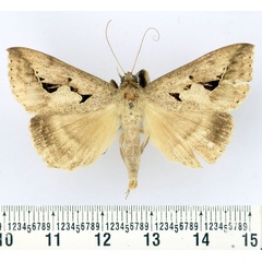 /filer/webapps/moths/media/images/P/persinuosa_Mocis_AM_BMNH.jpg