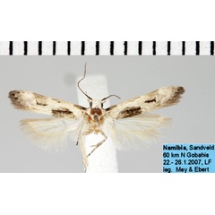 /filer/webapps/moths/media/images/B/bimaculata_Neotelphusa_AM_ZMHB.jpg