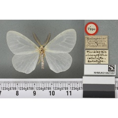 /filer/webapps/moths/media/images/C/chionoptera_Marblepsis_HT_BMNHa.jpg