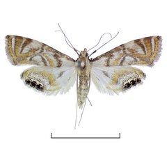 /filer/webapps/moths/media/images/P/pervenustalis_Eoophyla_AF_BMNH.jpg