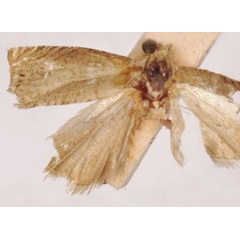 /filer/webapps/moths/media/images/I/ichthyura_Laspeyresia_LT_SAMC.jpg