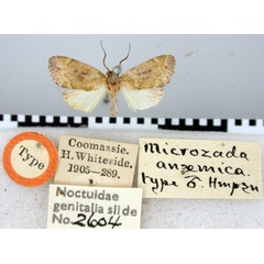 /filer/webapps/moths/media/images/A/anaemica_Microzada_HT_BMNH.jpg