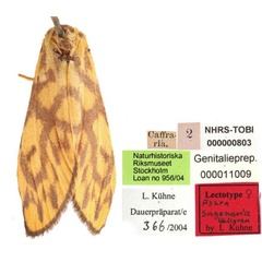 /filer/webapps/moths/media/images/S/sagenaria_Setina_LT_SNHM.jpg
