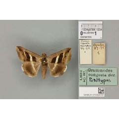 /filer/webapps/moths/media/images/C/congesta_Grammodes_PTF_BMNH_01a.jpg