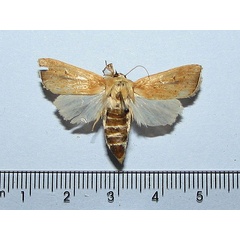 /filer/webapps/moths/media/images/N/nonagrioides_Sesamia_A_Goff.jpg