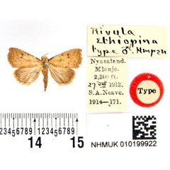 /filer/webapps/moths/media/images/E/ethiopina_Rivula_STM_BMNH.jpg