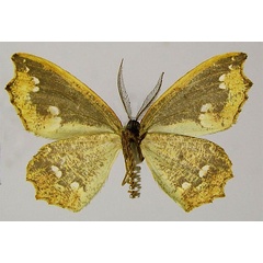 /filer/webapps/moths/media/images/S/scissimacula_Archichlora_HT_ZSMb.jpg