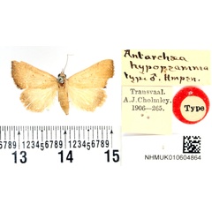 /filer/webapps/moths/media/images/H/hypopsamma_Antarchaea_HT_BMNH.jpg