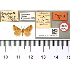 /filer/webapps/moths/media/images/B/basiclara_Paryphanta_HT_BMNH.jpg