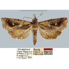 /filer/webapps/moths/media/images/C/cothinalis_Zekelita_HT_MNHN.jpg