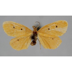 /filer/webapps/moths/media/images/A/arida_Ochrota_A_BMNH.jpg