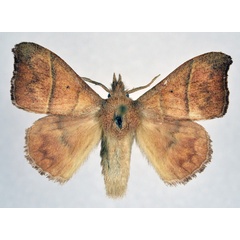 /filer/webapps/moths/media/images/H/hapsimachus_Hapsimachogonia_AM_NHMO.jpg