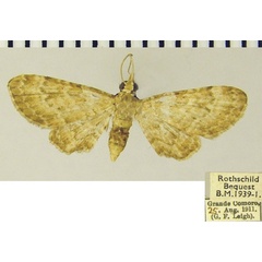 /filer/webapps/moths/media/images/C/comorana_Chloroclystis_AF_ZSMa.jpg