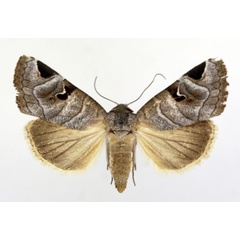 /filer/webapps/moths/media/images/C/cornuta_Brevipecten_AF_ISEA.jpg