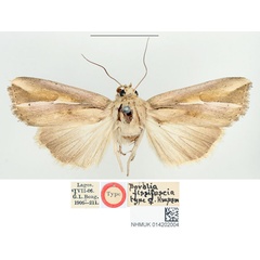 /filer/webapps/moths/media/images/F/fissifascia_Borolia_HT_BMNH.jpg