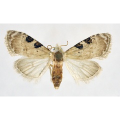/filer/webapps/moths/media/images/M/melanoscelis_Nola_AF_NHMO.jpg
