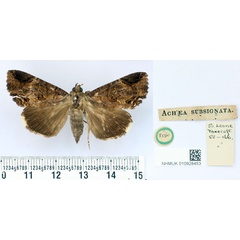 /filer/webapps/moths/media/images/S/subsignata_Achaea_HT_BMNH.jpg