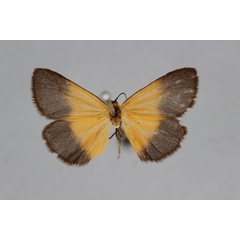 /filer/webapps/moths/media/images/F/fulvinigra_Eurozonosia_HT_BMNH.jpg
