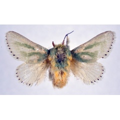/filer/webapps/moths/media/images/A/albiramosa_Coenobasis_AF_NHMO.jpg