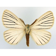 /filer/webapps/moths/media/images/N/nigrolineata_Phiala_AM_Basquin.jpg