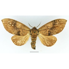 /filer/webapps/moths/media/images/F/ferruginea_Brachychira_AF_Basquin.jpg