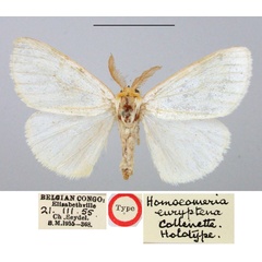/filer/webapps/moths/media/images/E/euryptena_Homoeomeria_HT_BMNH.jpg