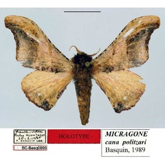 /filer/webapps/moths/media/images/P/politzari_Micragone_HT_Basquin.jpg