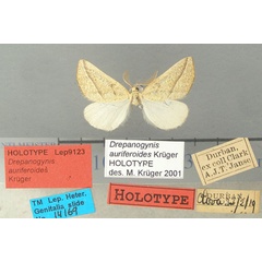 /filer/webapps/moths/media/images/A/auriferoides_Drepanogynis_HT_TMSA.jpg