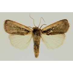 /filer/webapps/moths/media/images/L/leucogaster_Ochropleura_AM_RMCA_01.jpg