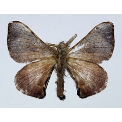 /filer/webapps/moths/media/images/G/grisea_Vingerhoedtia_AM_Basquin_01.jpg