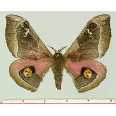 /filer/webapps/moths/media/images/H/hansali_Ludia_AF_Basquin_01.jpg
