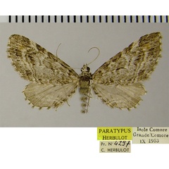 /filer/webapps/moths/media/images/A/abacta_Eupithecia_PTF_ZSM.jpg